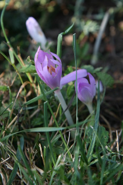 herbstzeitlose_2018_web